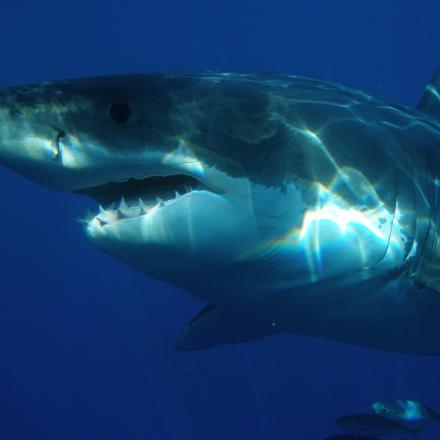 Očekávání vs. realita: potápění s bílými žraloky v kleci